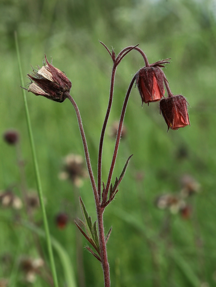 Image of Geum rivale specimen.