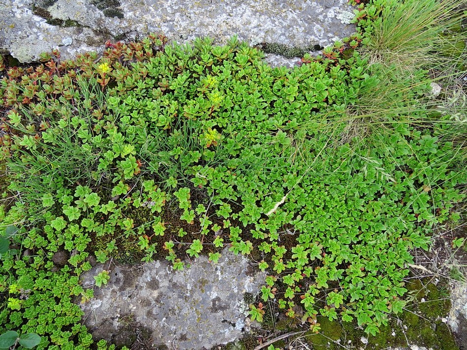 Image of Aizopsis hybrida specimen.