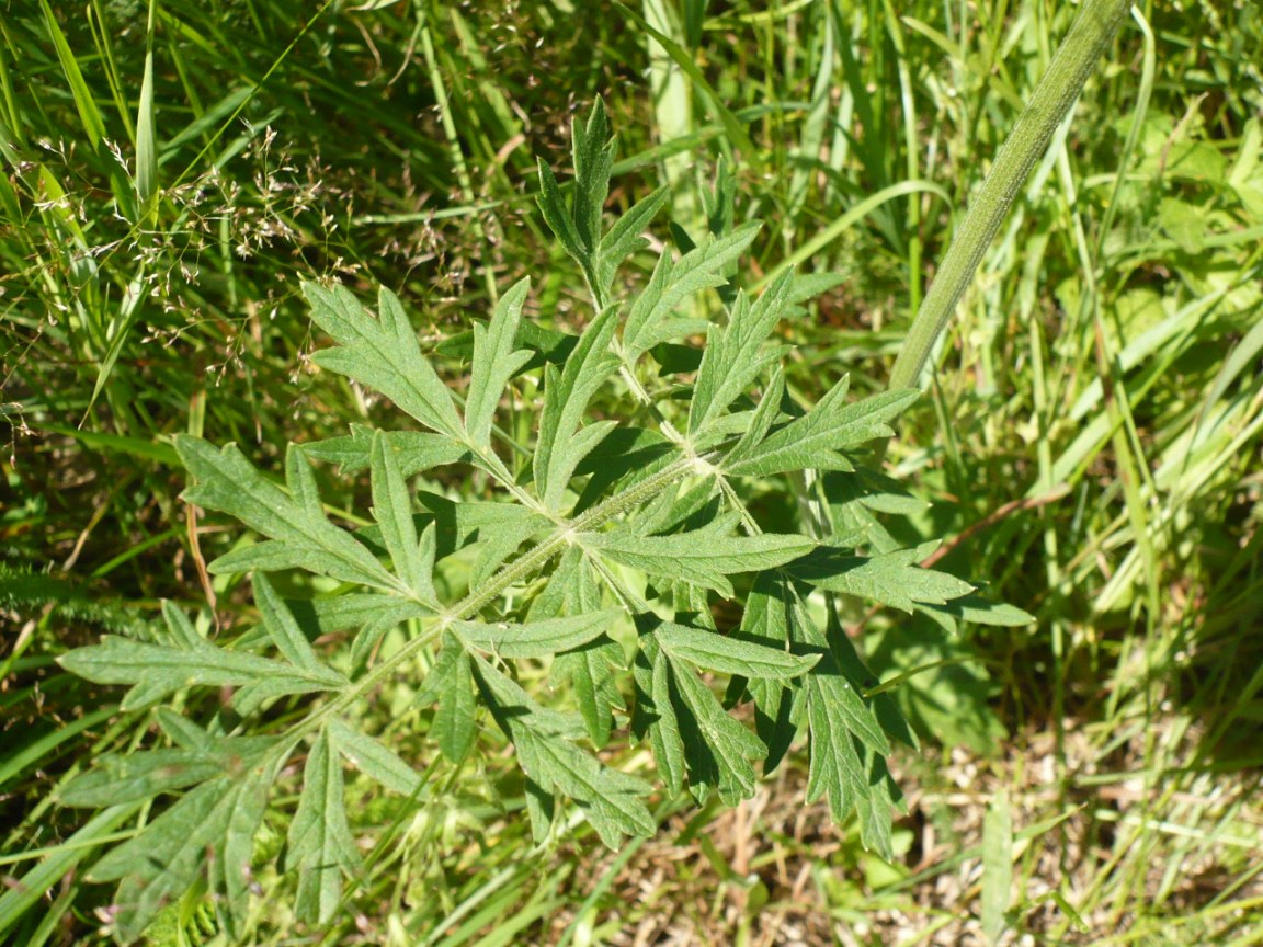 Изображение особи семейство Apiaceae.