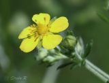 Potentilla argentea. Цветок и бутон. Молдова, Страшенский р-н, окрестности с. Табора, травянистые склоны. 27.05.2014.