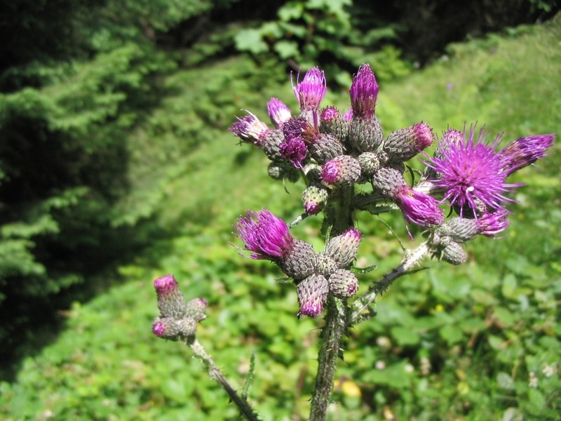 Изображение особи Cirsium palustre.