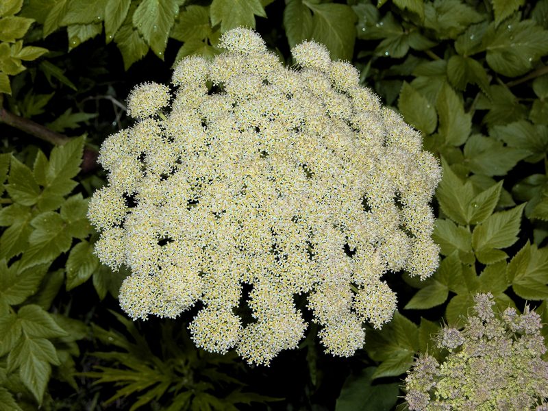 Image of Coelopleurum gmelinii specimen.