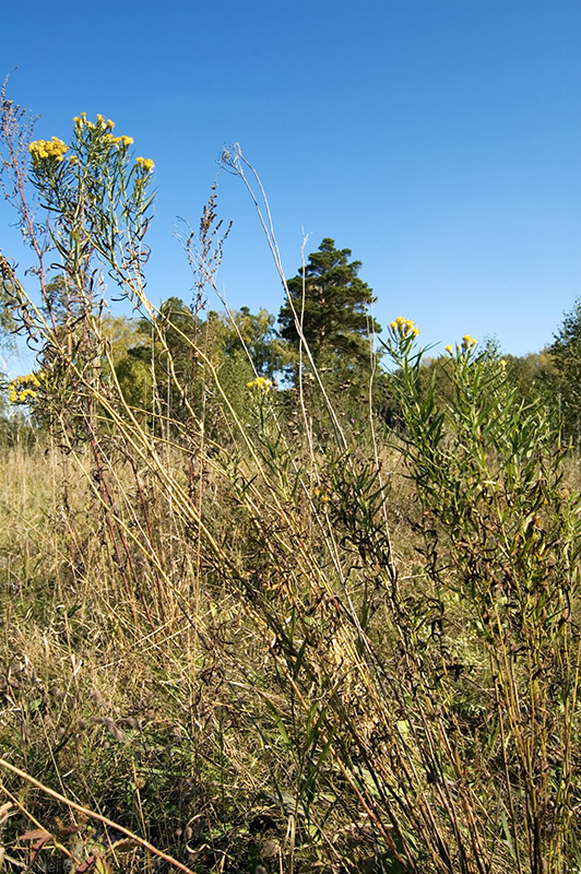 Image of Galatella biflora specimen.