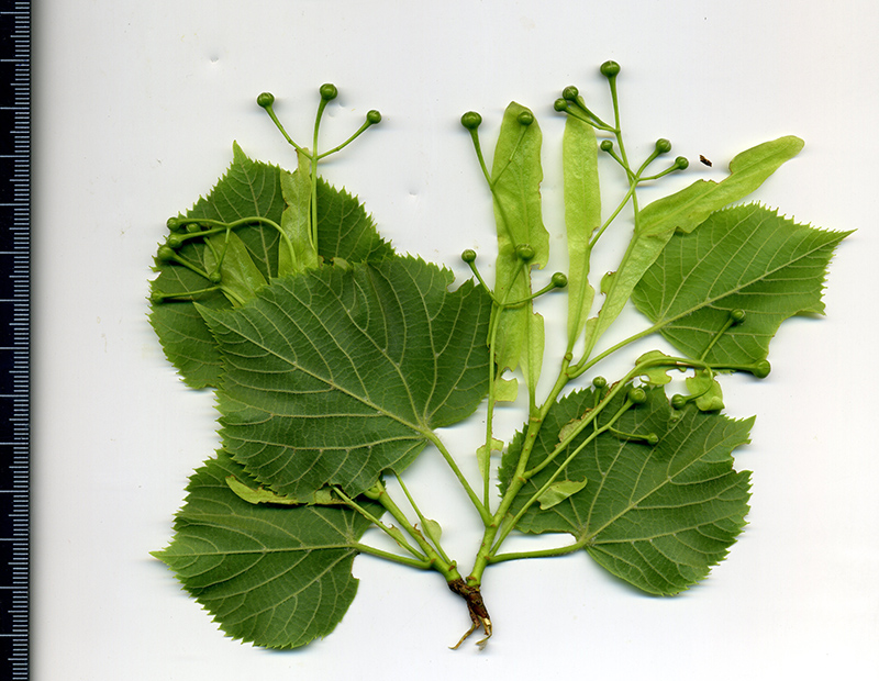 Image of Tilia cordifolia specimen.