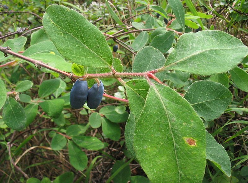 Image of Lonicera pallasii specimen.