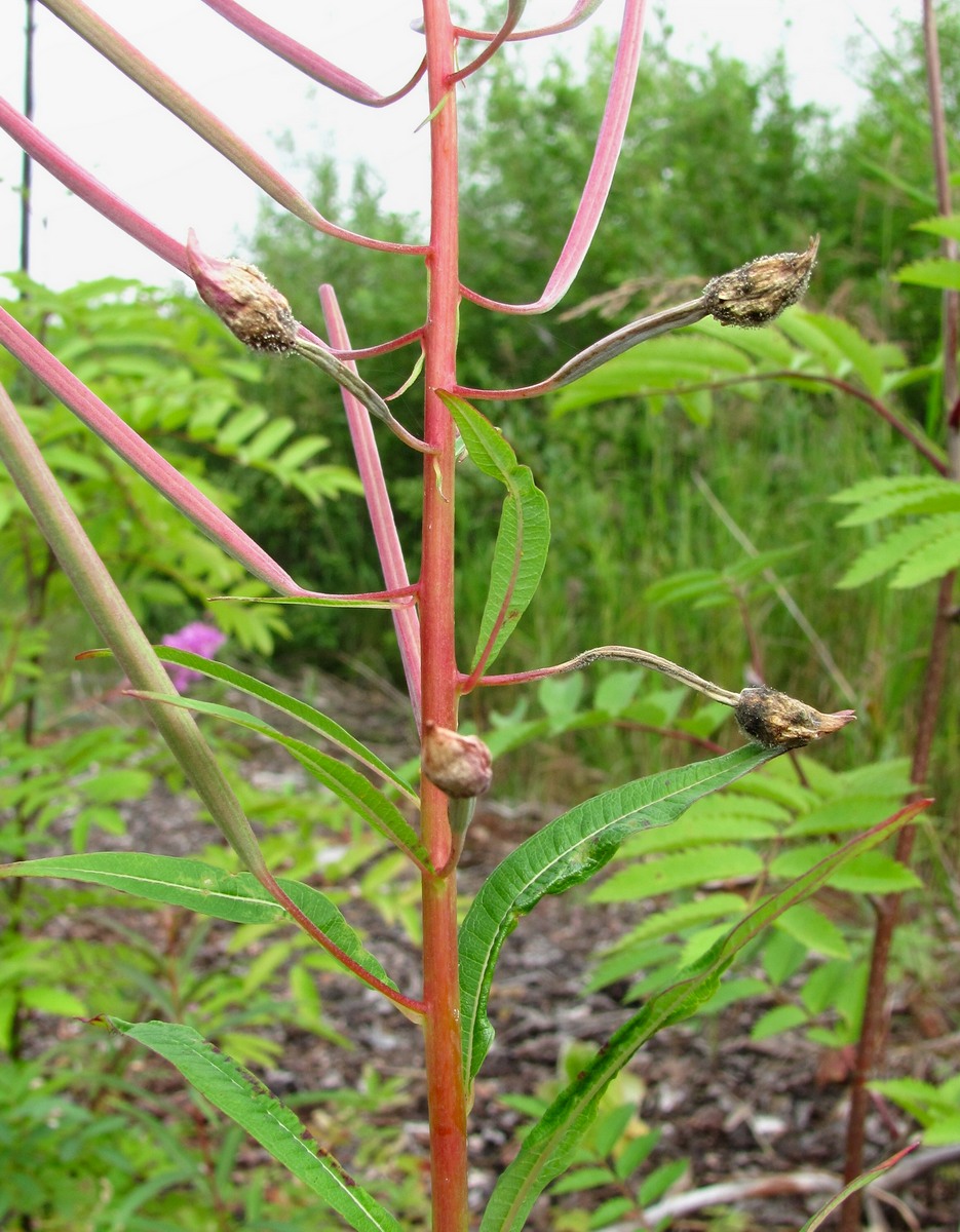 Изображение особи Chamaenerion angustifolium.