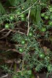 Asparagus acutifolius. Часть веточки с незрелыми плодами. Черногория, муниципалитет Будва, окр. пос. Пржно (Pržno), заросли кустарников близ берега моря. 16.10.2014.