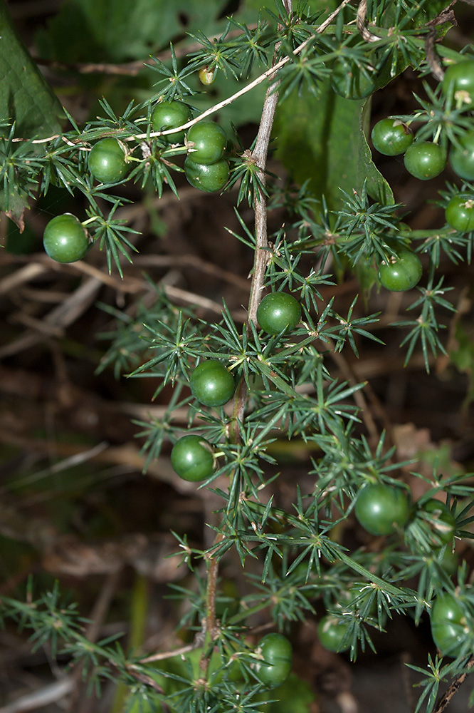 Изображение особи Asparagus acutifolius.