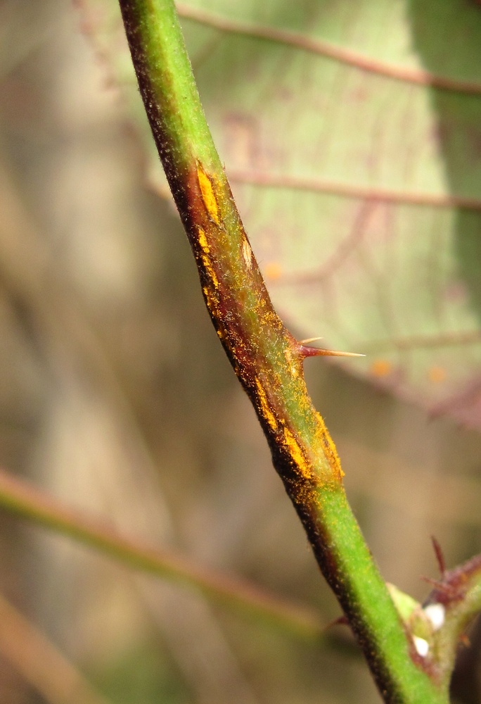 Image of Rubus sanctus specimen.