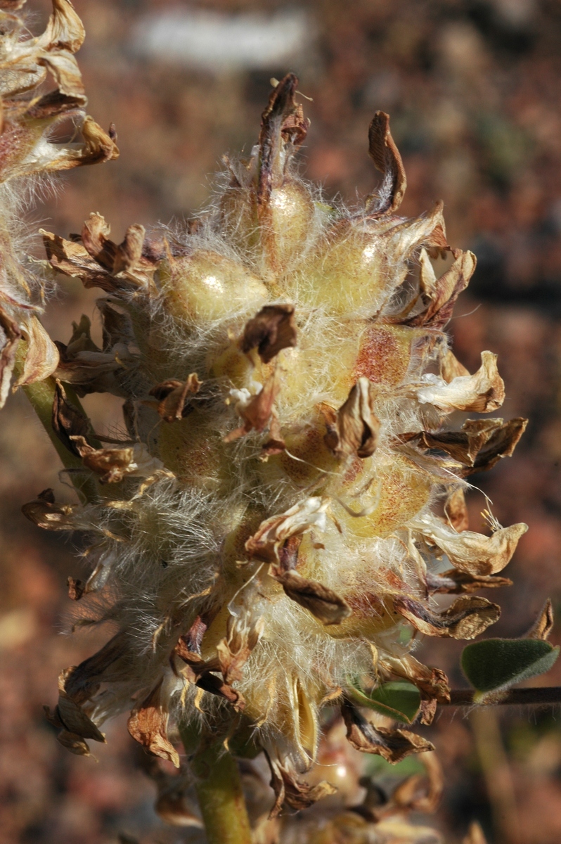 Image of Astragalus vulpinus specimen.