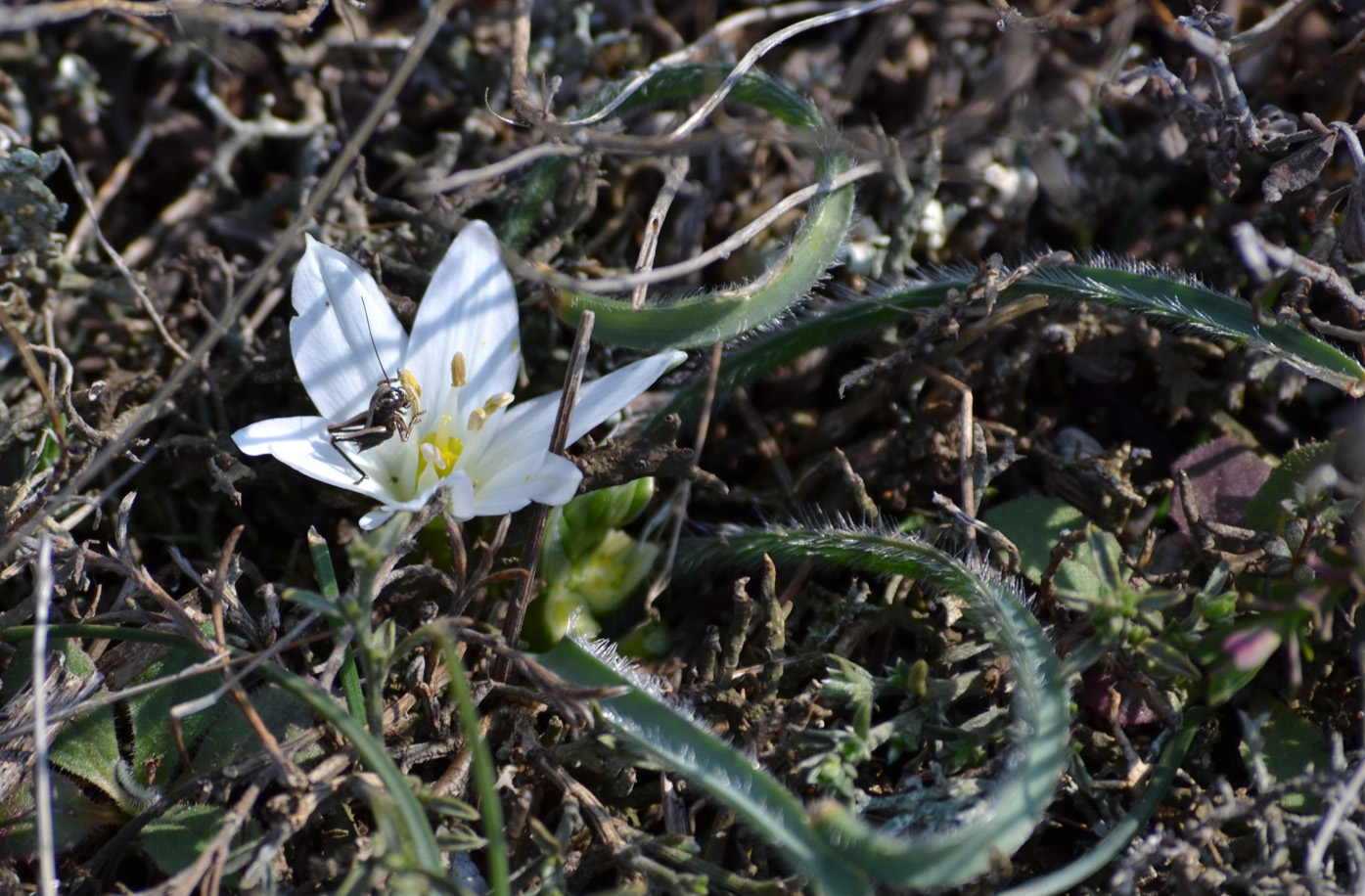 Image of Ornithogalum fimbriatum specimen.