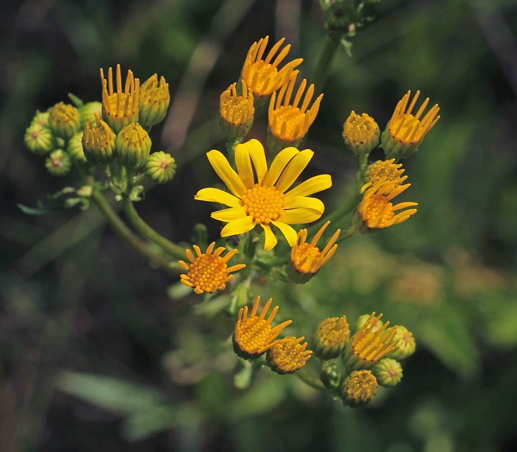 Image of Senecio jacobaea specimen.