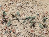 Astragalus ferganensis