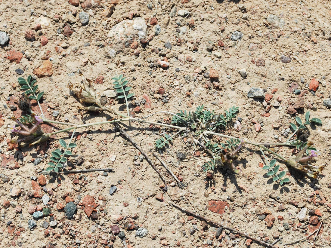 Image of Astragalus ferganensis specimen.