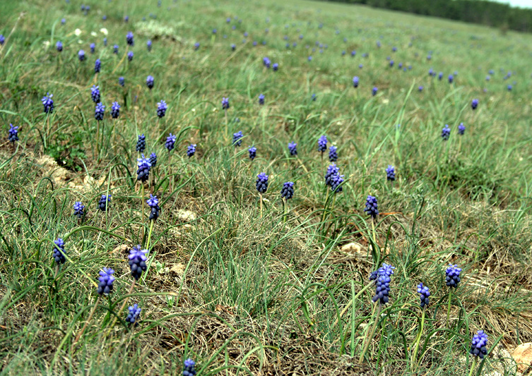 Image of Muscari neglectum specimen.