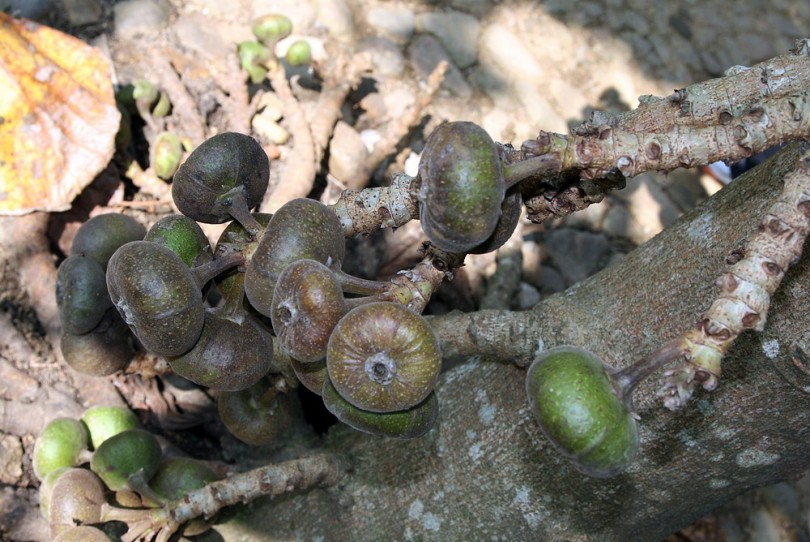 Image of Ficus auriculata specimen.