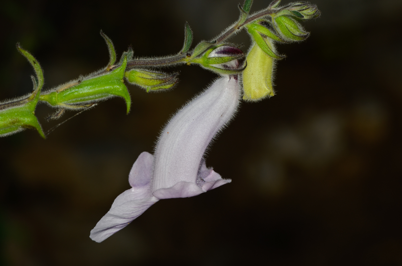 Image of Ceratotheca triloba specimen.