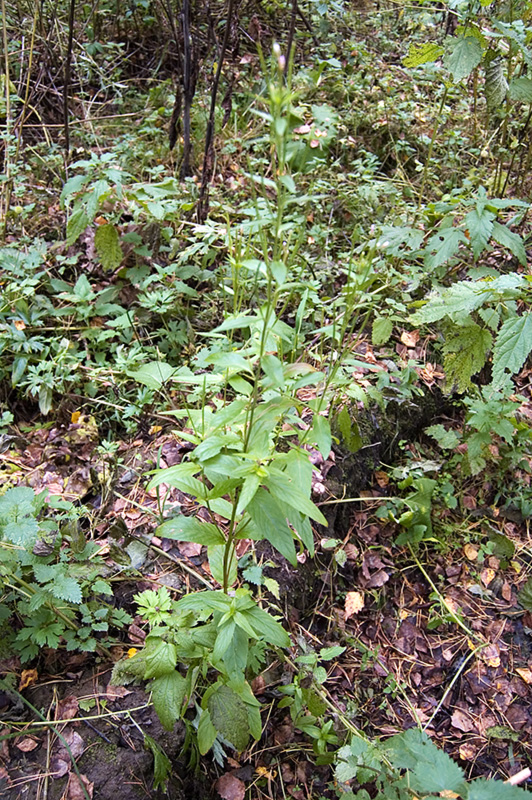 Image of Epilobium adenocaulon specimen.