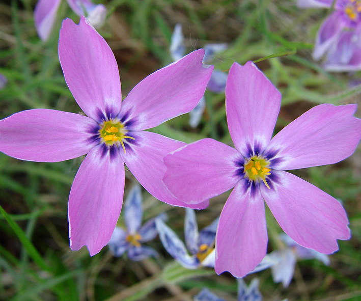 Image of Phlox sibirica specimen.