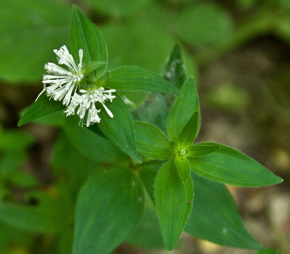 Image of Asperula caucasica specimen.