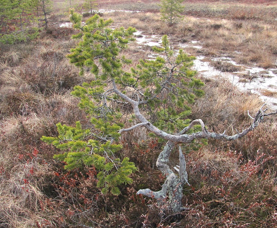 Изображение особи Pinus sylvestris.