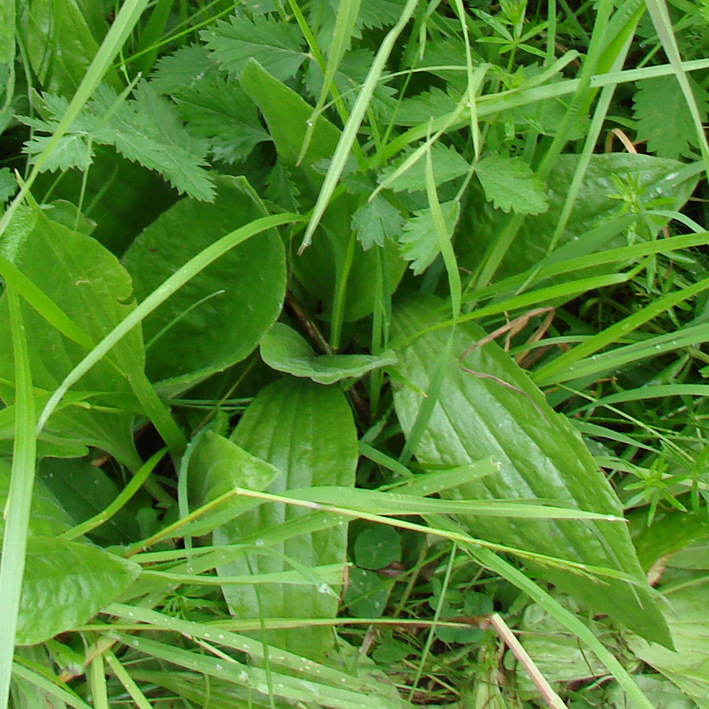 Image of Plantago media specimen.