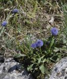 Globularia bisnagarica