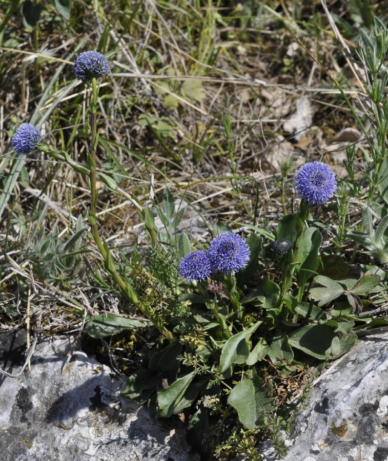 Image of Globularia bisnagarica specimen.