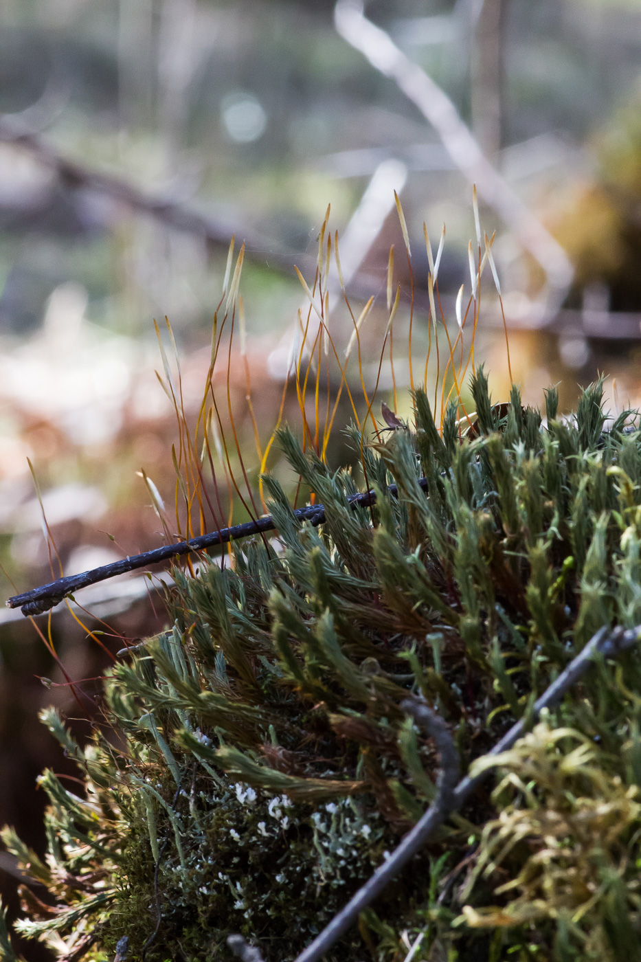 Изображение особи род Polytrichum.