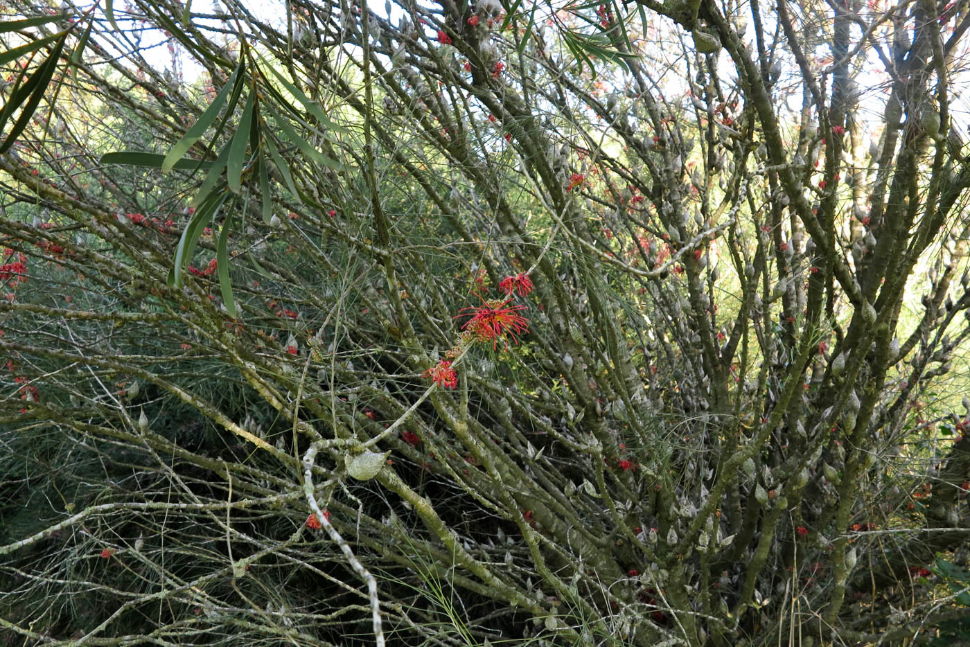 Изображение особи Hakea orthorrhyncha.