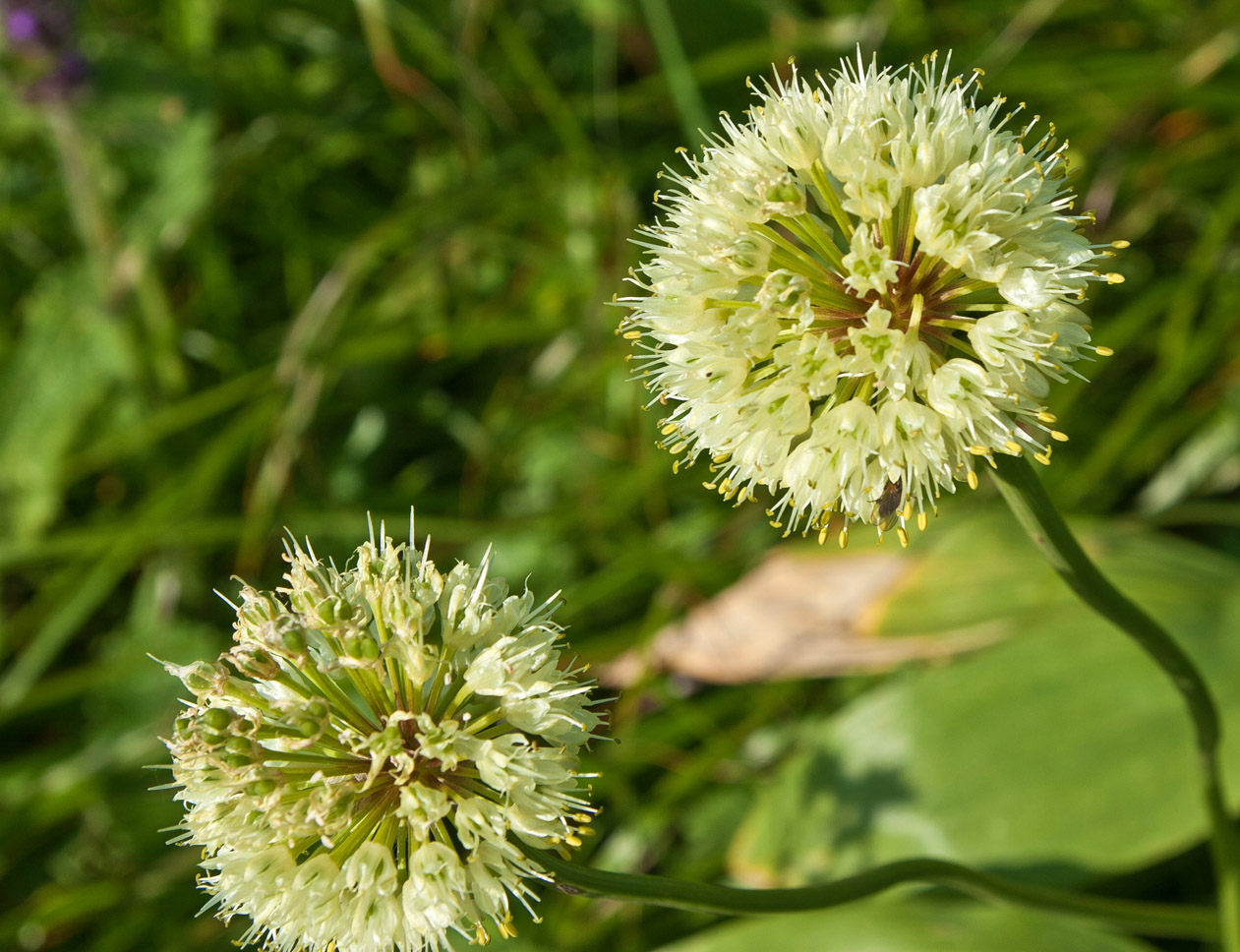 Image of Allium victorialis specimen.