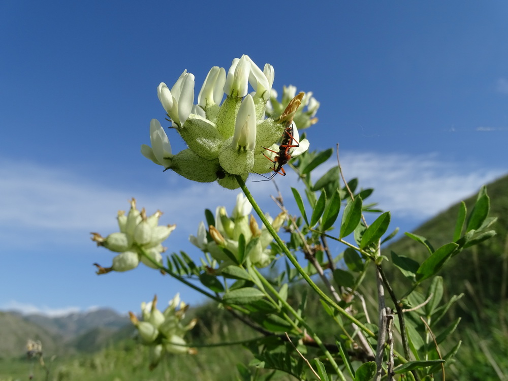 Image of Astragalus veresczaginii specimen.