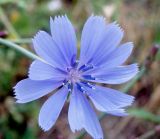 Cichorium intybus