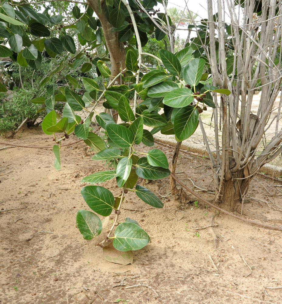 Image of Ficus benghalensis specimen.