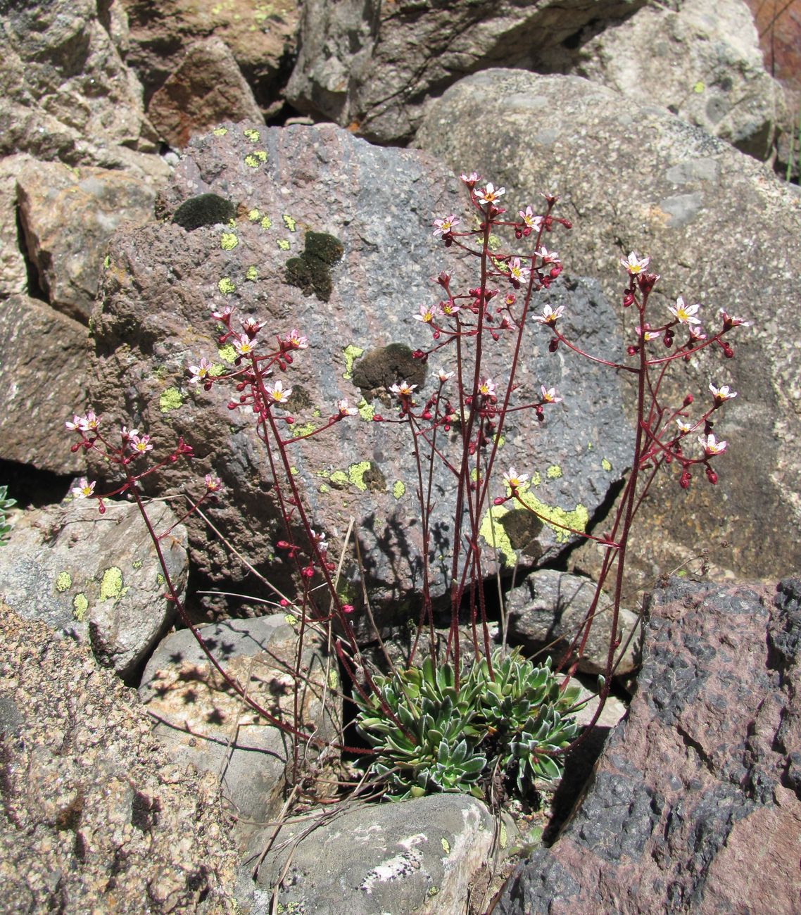 Image of Saxifraga cartilaginea specimen.