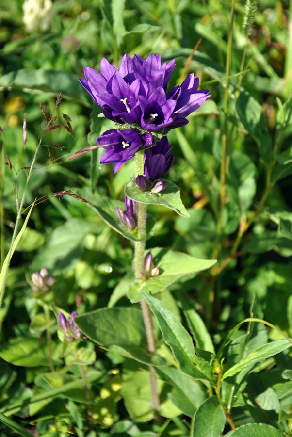 Image of Campanula trautvetteri specimen.