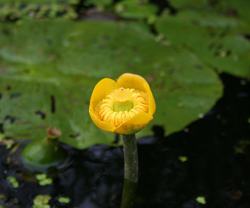 Image of Nuphar lutea specimen.