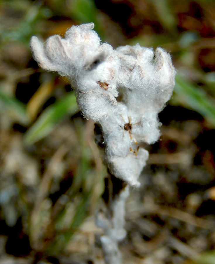 Изображение особи Bombycilaena erecta.