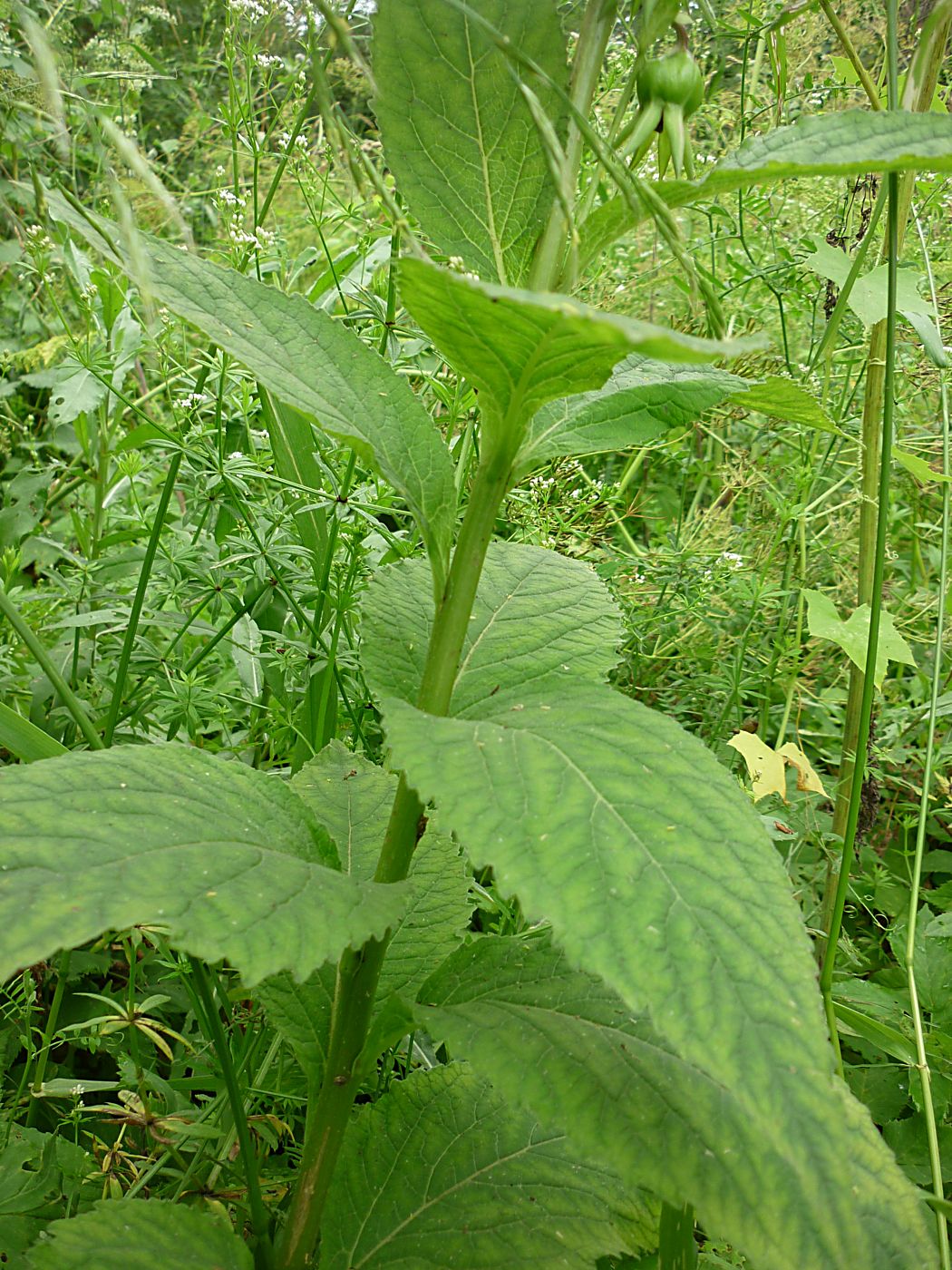 Image of Campanula latifolia specimen.