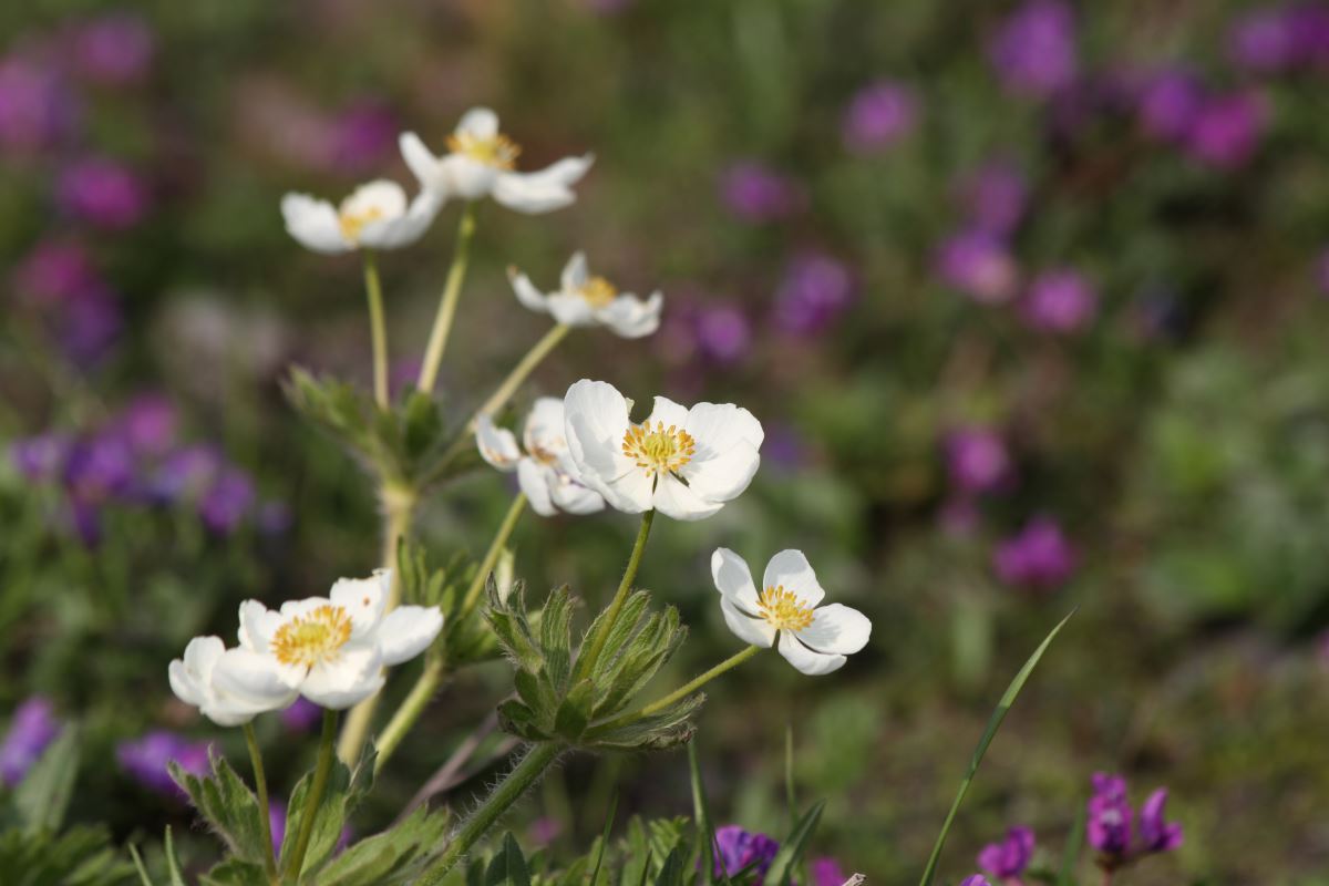 Изображение особи Anemonastrum villosissimum.