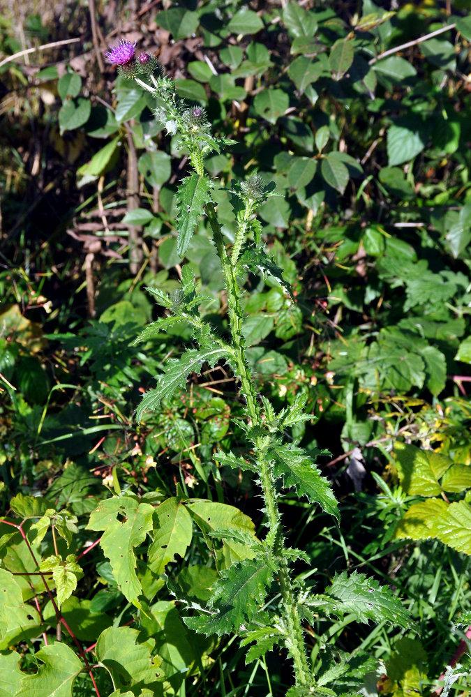 Изображение особи Carduus crispus.