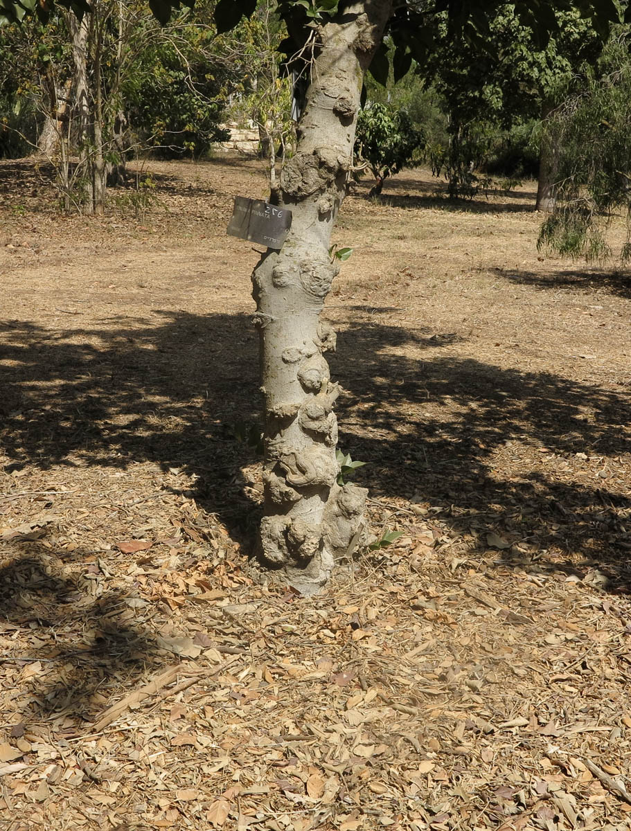 Изображение особи Pongamia pinnata.