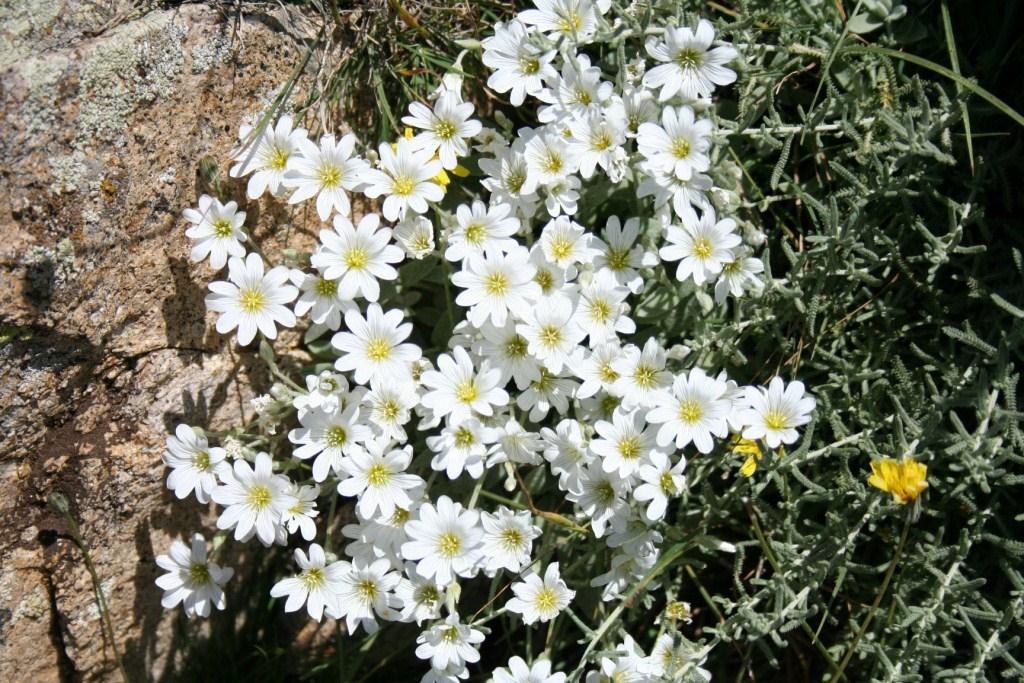 Image of Cerastium szowitsii specimen.