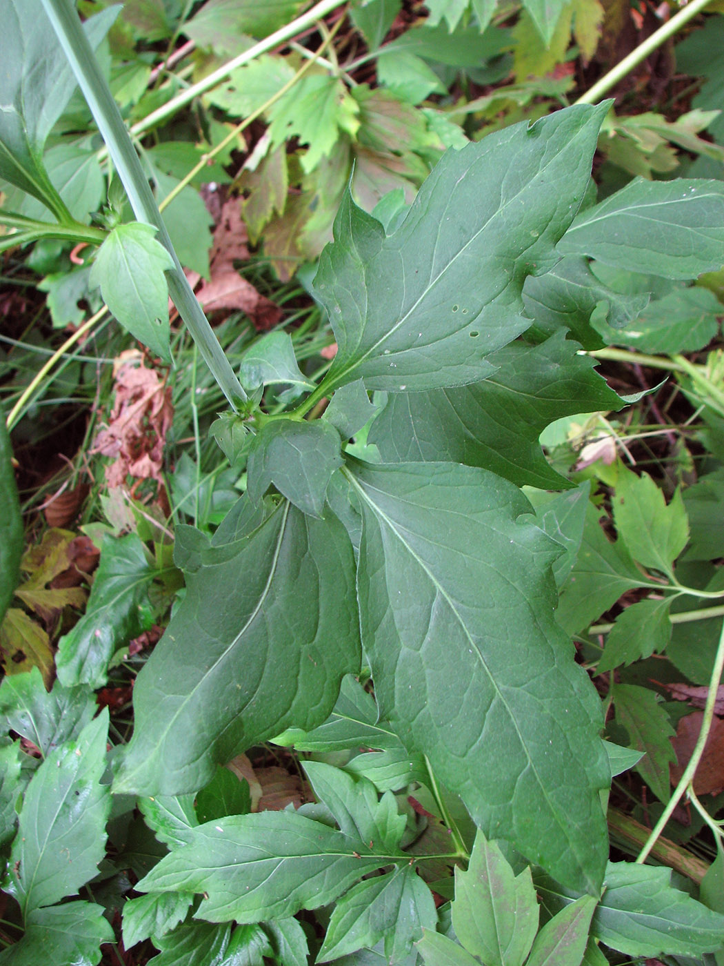 Image of Rudbeckia laciniata specimen.