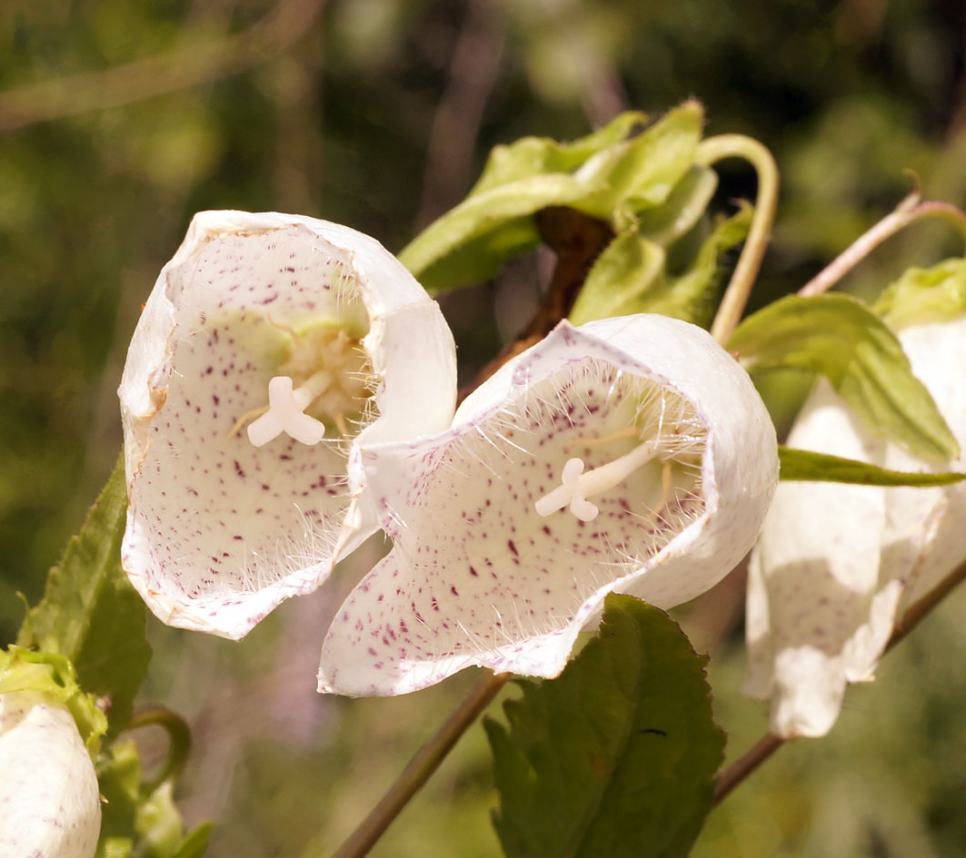 Image of Campanula punctata specimen.