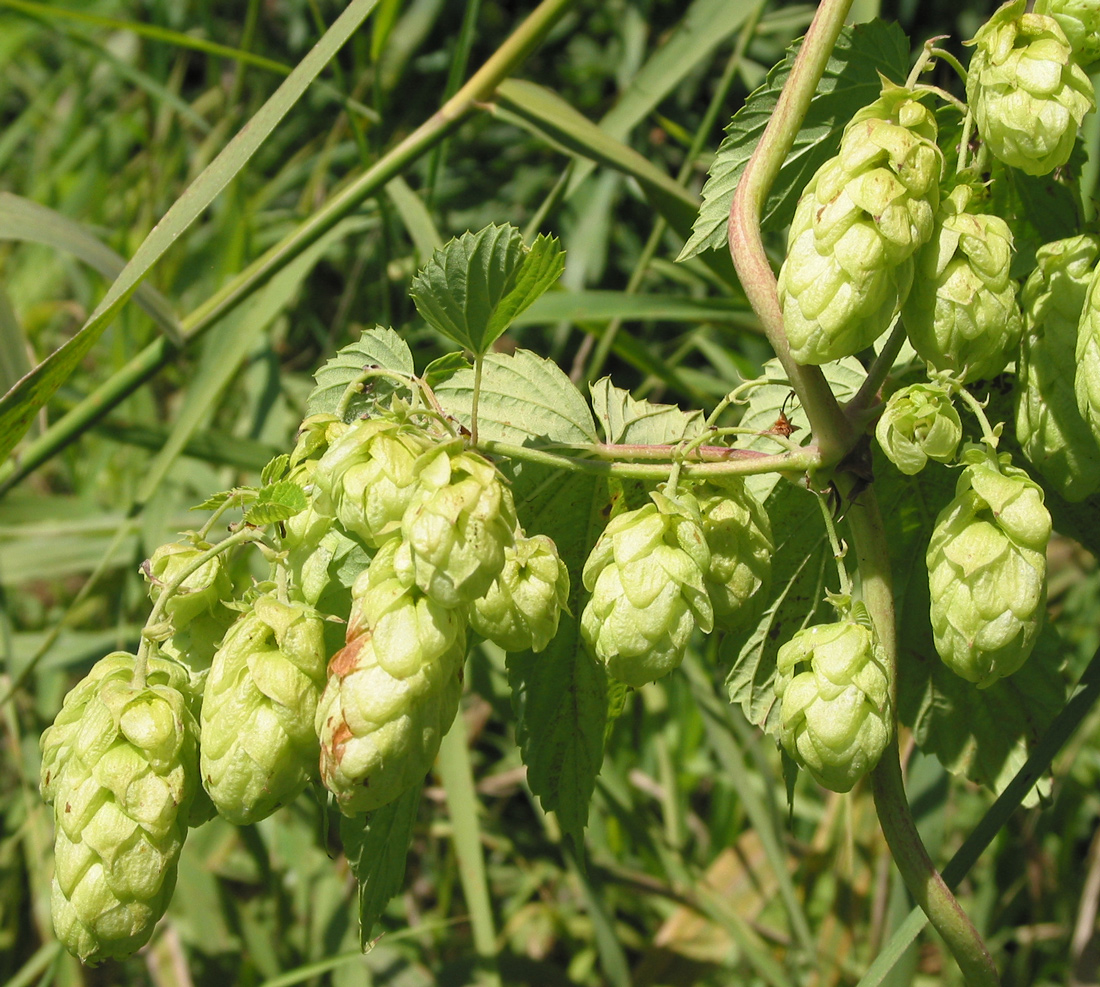 Изображение особи Humulus lupulus.