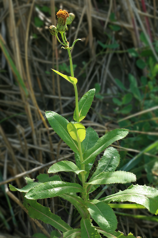 Изображение особи Sonchus arenicola.