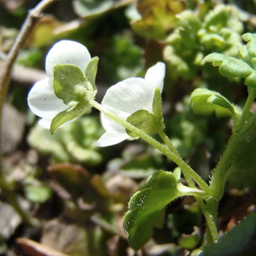 Image of Veronica polita specimen.