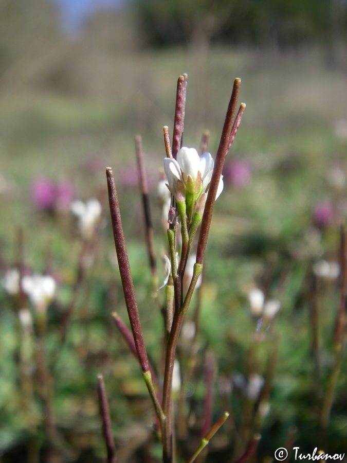 Image of Cardamine hirsuta specimen.