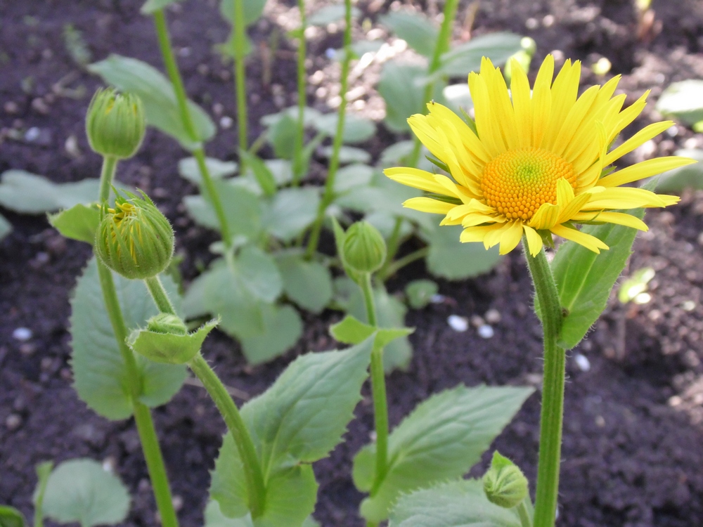 Image of genus Doronicum specimen.